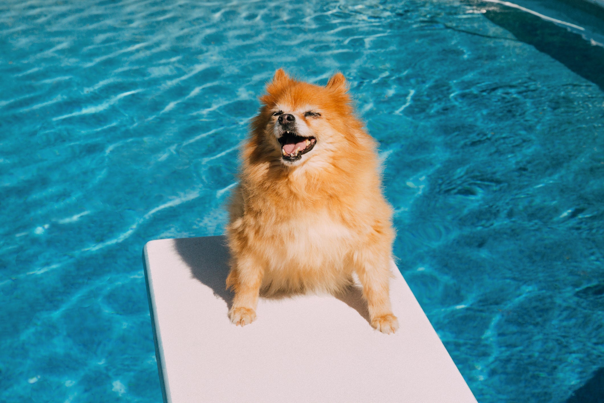 Cachorro com calor: lembre-se de sempre oferecer água para hidratar o pet