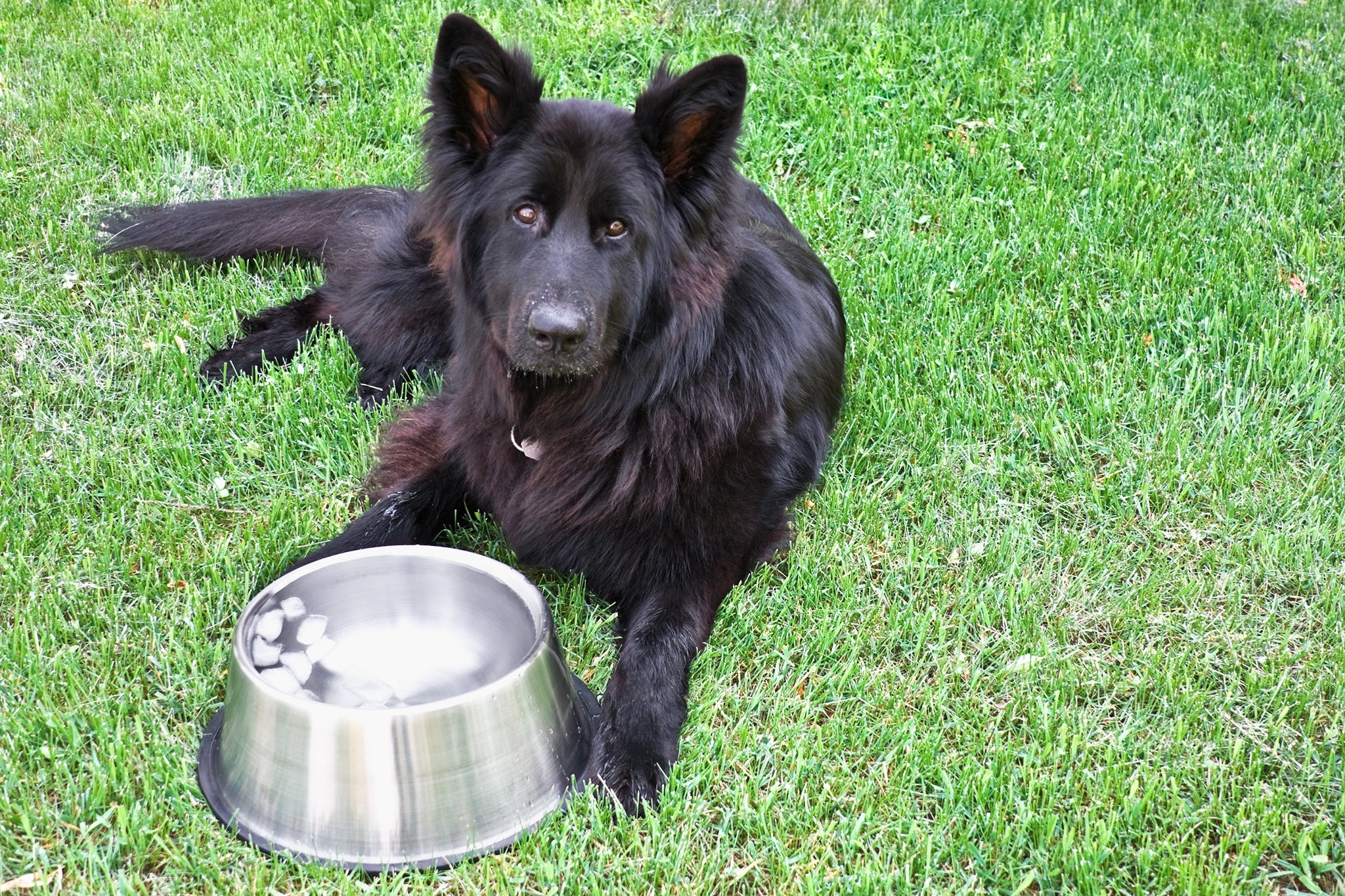 Fique de olho no seu cachorro! Calor pode ser amenizado ao colocar cubos de gelo no pote de água