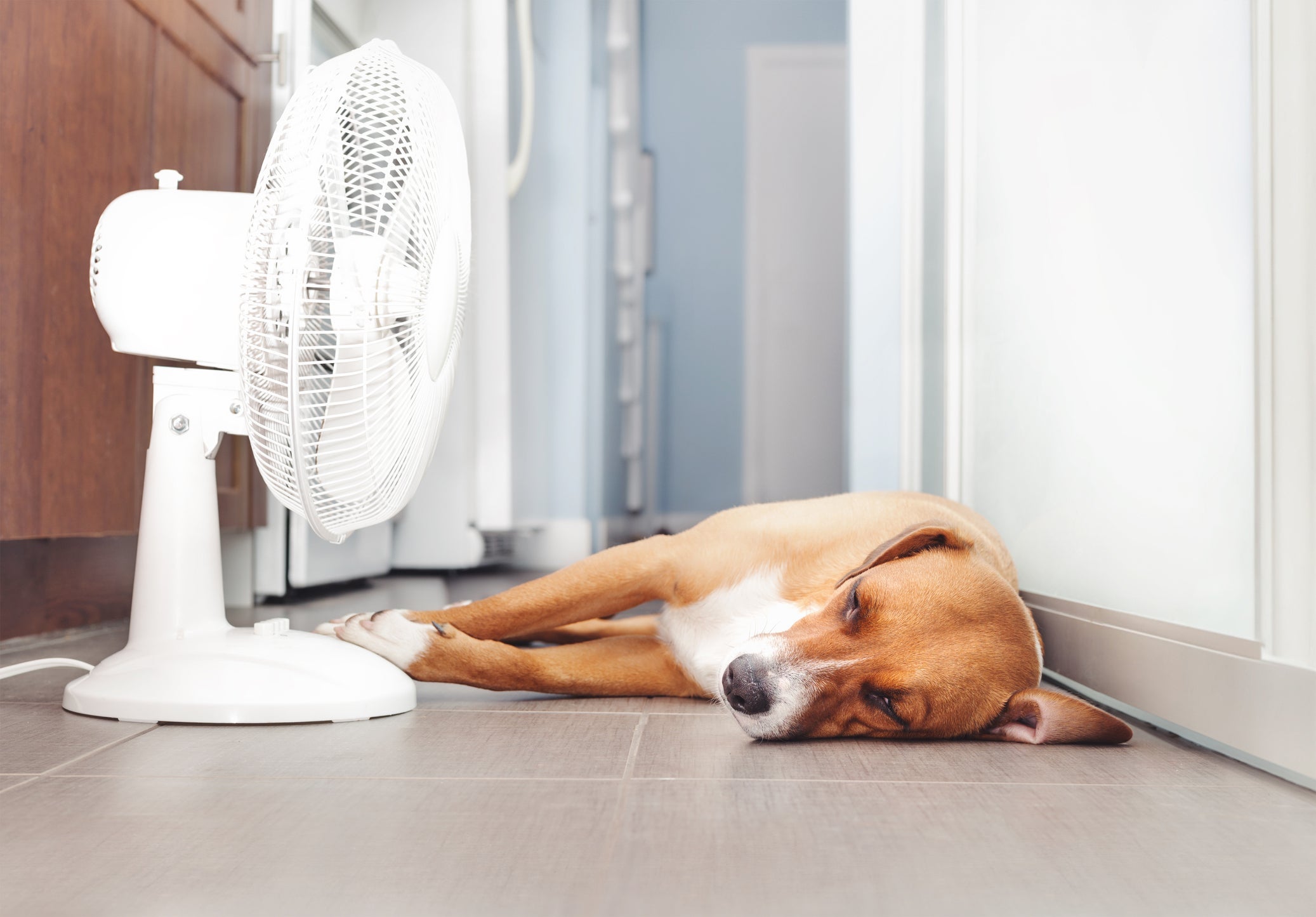 A temperatura normal de cachorro deve estar entre 38ºC e 39,3ºC