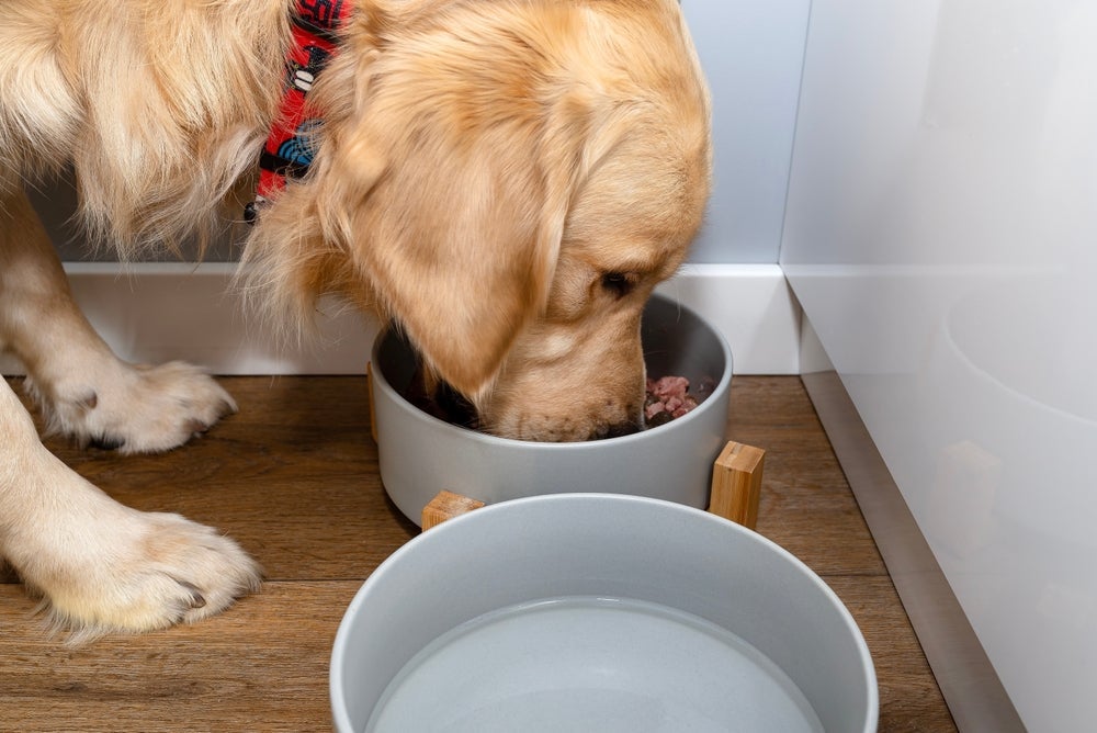 Quando o cachorro sente calor, oferecer sachês é uma boa solução