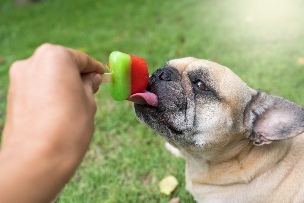 Uma forma como aliviar o calor do cachorro é oferecer petiscos gelados