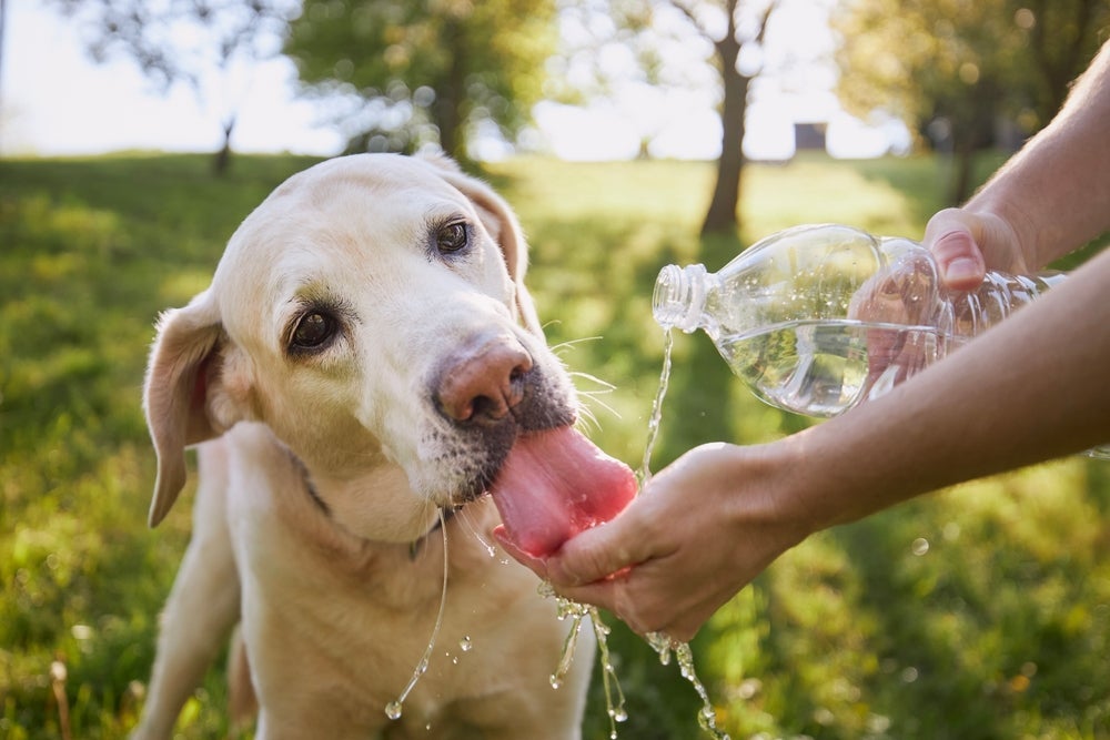 O cachorro com calor precisa de cuidado redobrado com a hidratação
