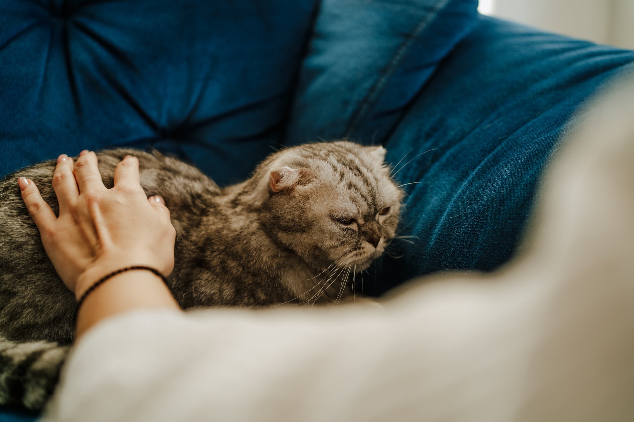 É importante respeitar o espaço de um gato com câncer em estágio terminal