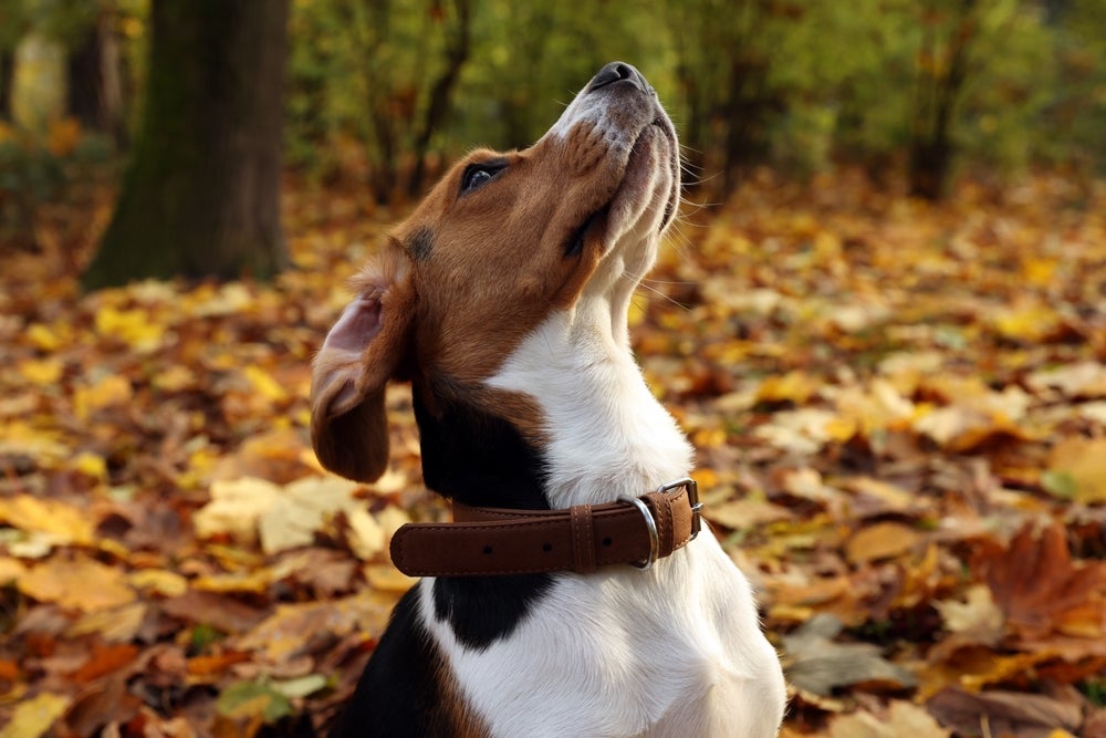 O cachorro com caxumba apresenta inchaço no pescoço e sofre com dores no local