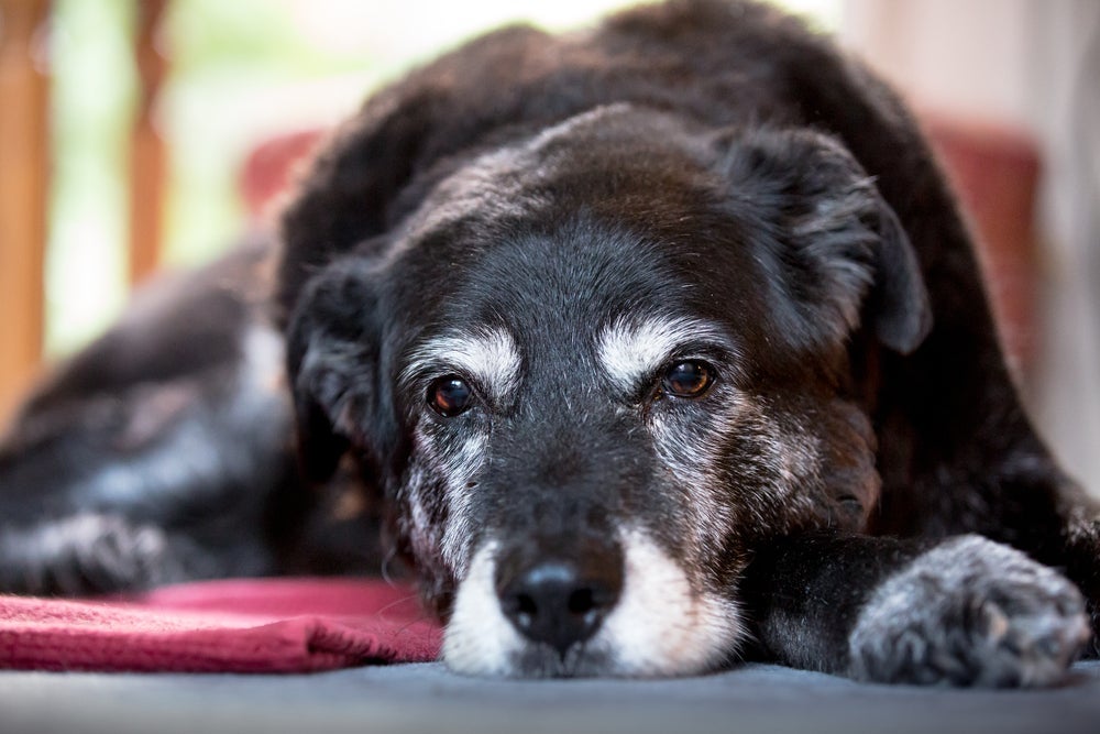 Cachorro com cinomose pode ficar mais prostrado que o normal