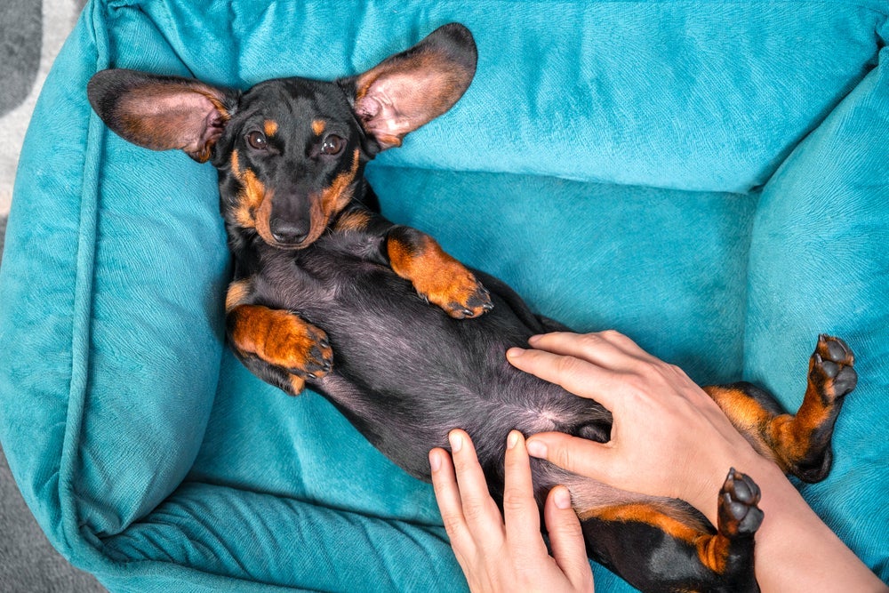 Cachorro com corrimento amarelo faz parte da lubrificação do pênis do animal