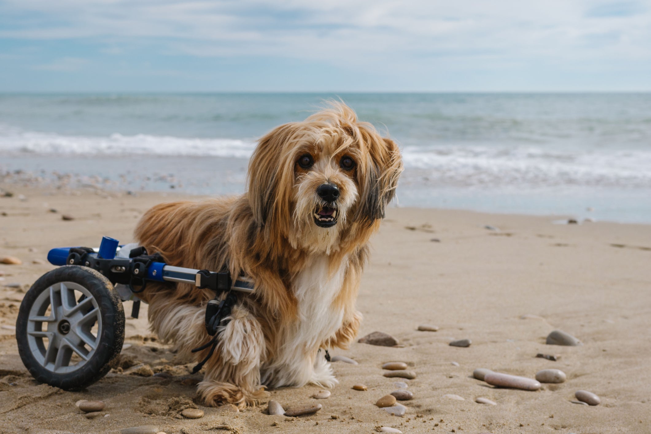Cachorro pode ir na praia mesmo sendo paraplégico