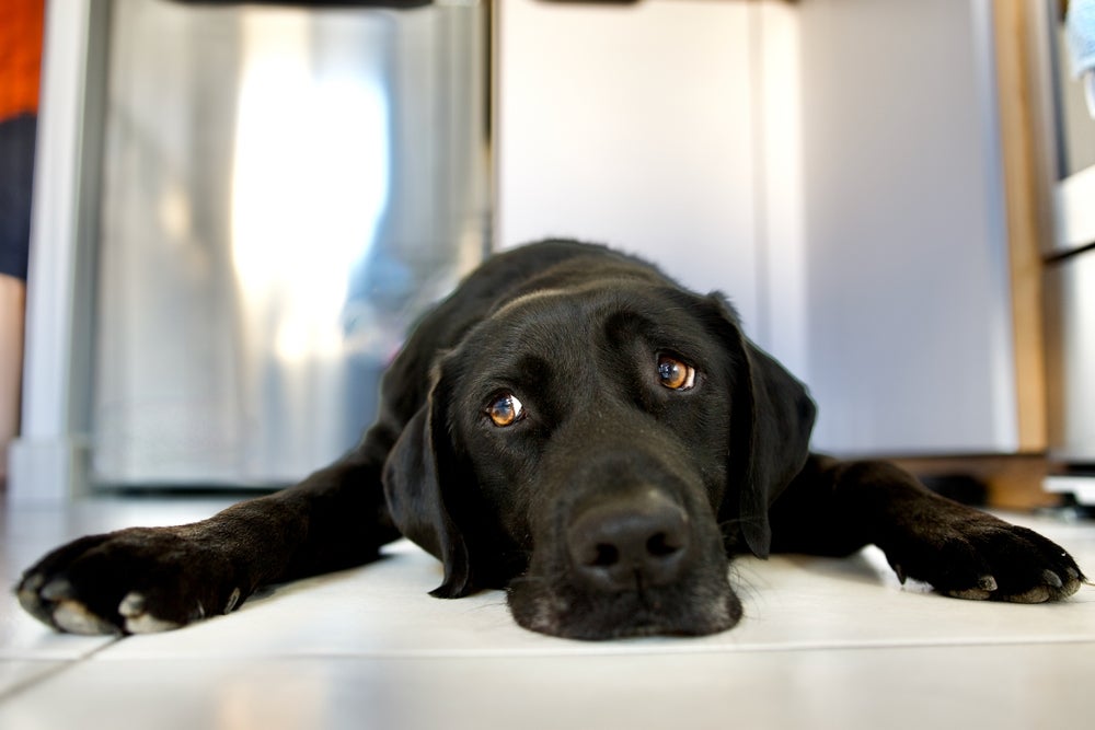 Cachorro com diarreia com sangue pode ser sinal de doenças causadas por agentes infecciosos
