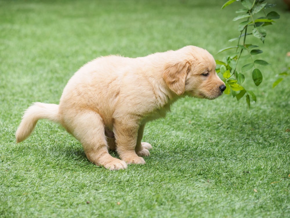 A diarreia em cachorro filhote é ainda mais perigosa devido a baixa imunidade do pet