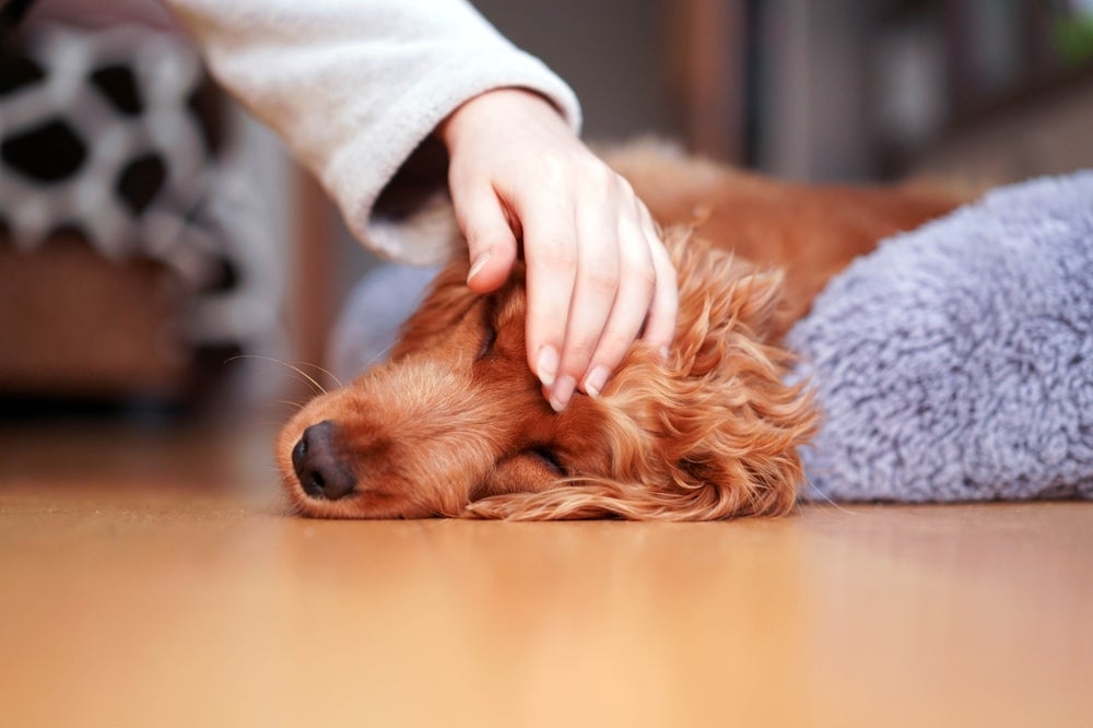 A diarreia em cachorro geralmente vem acompanha de outros sintomas