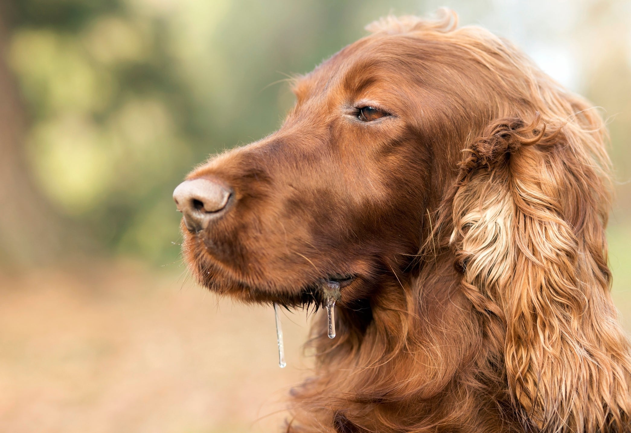 O cachorro com a boca travada e babando, sem mastigar e com dor, são sintomas da miosite