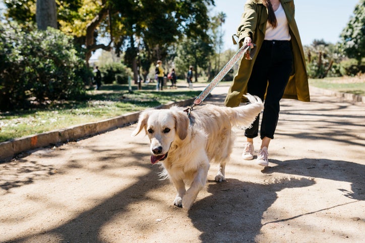 Cachorro com displasia pode caminhar, mas precisa de cuidados durante todo o trajeto