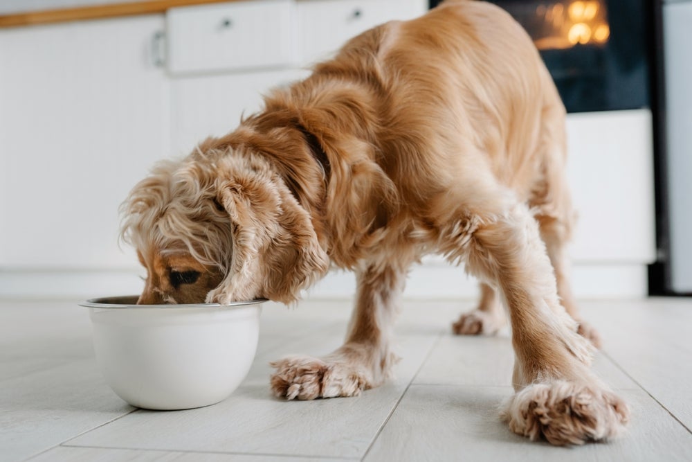 Cachorro com dor de barriga pode ser resultado de uma dieta desbalanceada