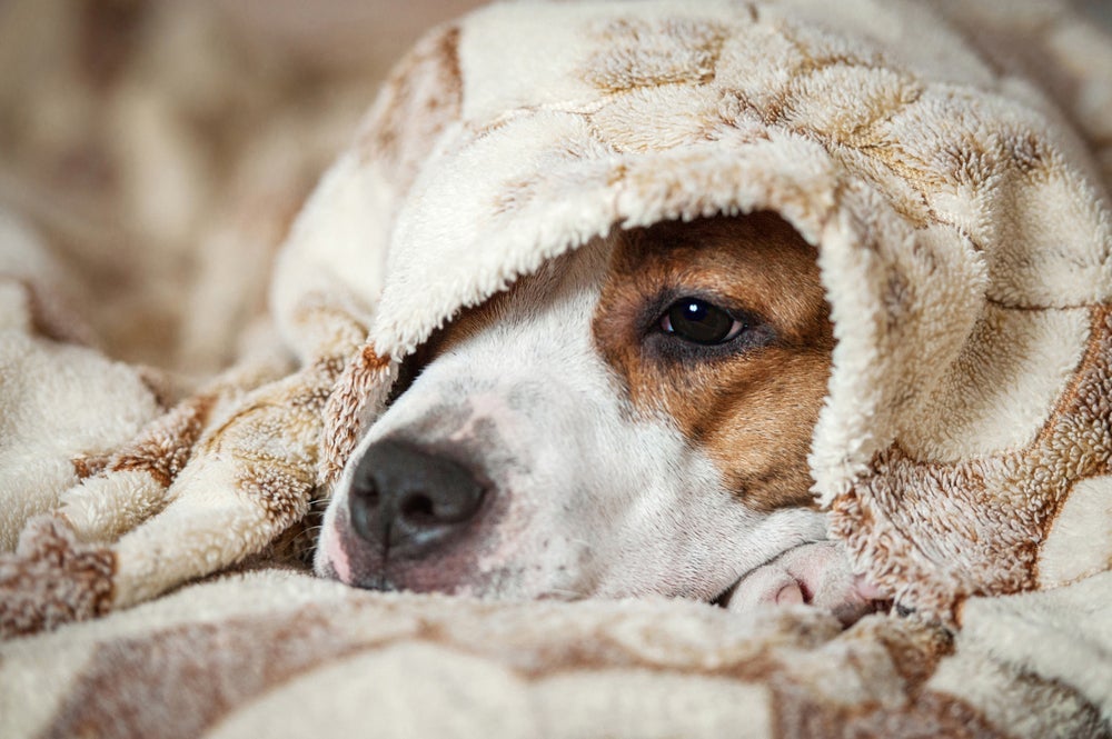 O cachorro com dor de cabeça e pode ficar mais sensível a luz 