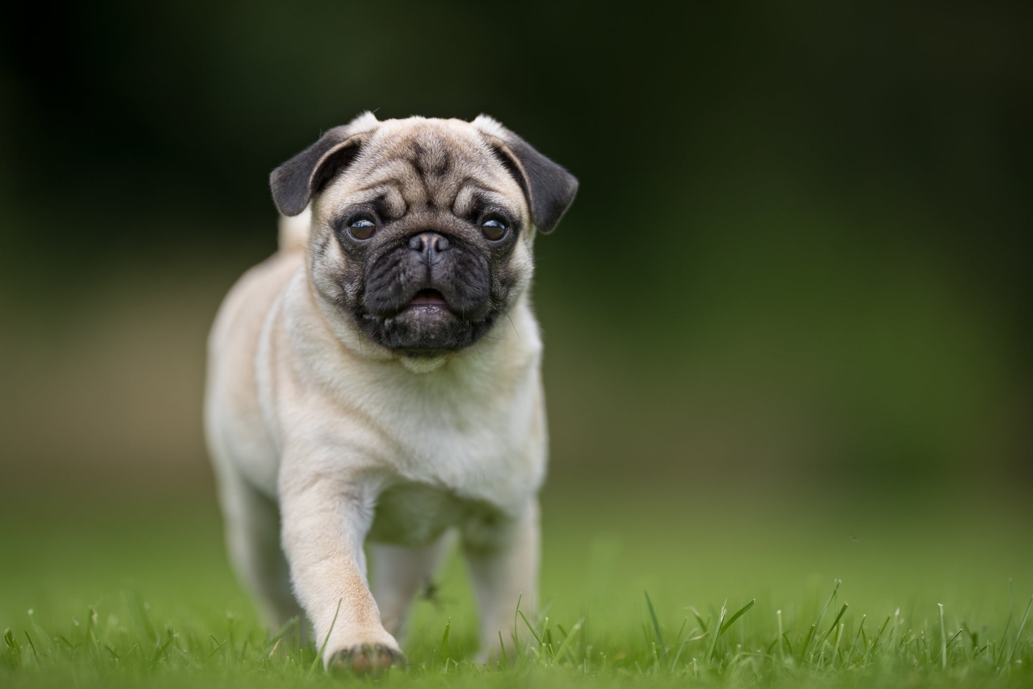 Falta de ar em cachorro: raças braquicefálicas, como pug e boxer, estão mais sujeitas ao problema
