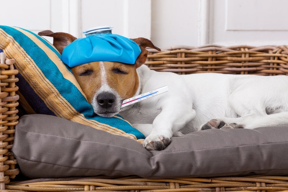 Febre do cachorro pode ser reduzida com compressas de água na cabeça