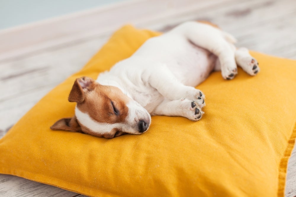 Cachorro com febre geralmente fica triste e dormindo por horas