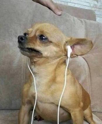 Cachorro com fone de ouvido: meme hilário que passou por muitas redes sociais