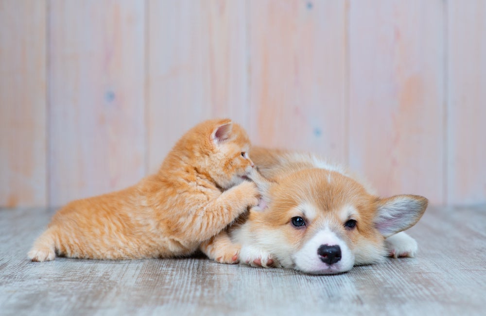 Cachorro e gato vão conviver bem se todas as dicas forem seguidas corretamente