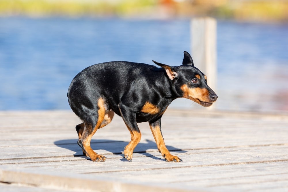 O rabo entre as pernas é um clássico sinal de cachorro com medo
