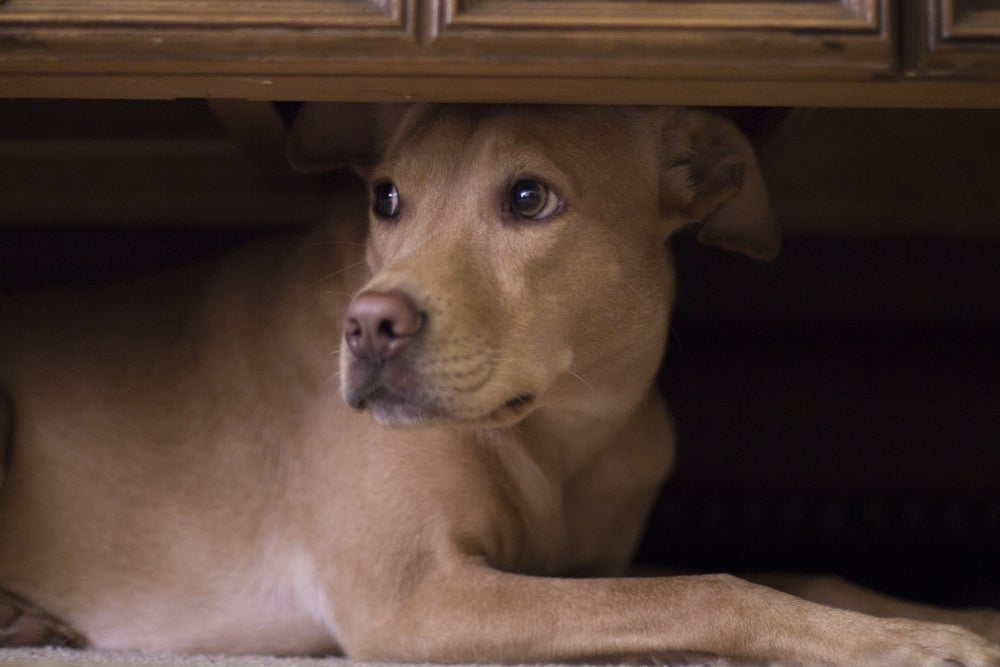 Boa audição é o maior motivo do porque cachorro tem medo de fogos