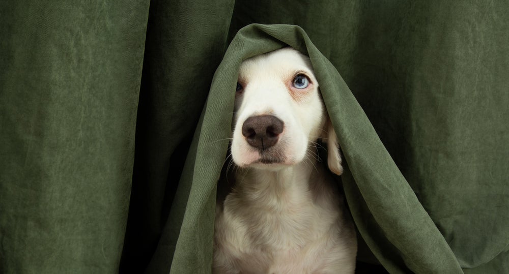 Cachorro com medo de fogos: algumas técnicas podem ajudar o pet a ficar mais confortável.