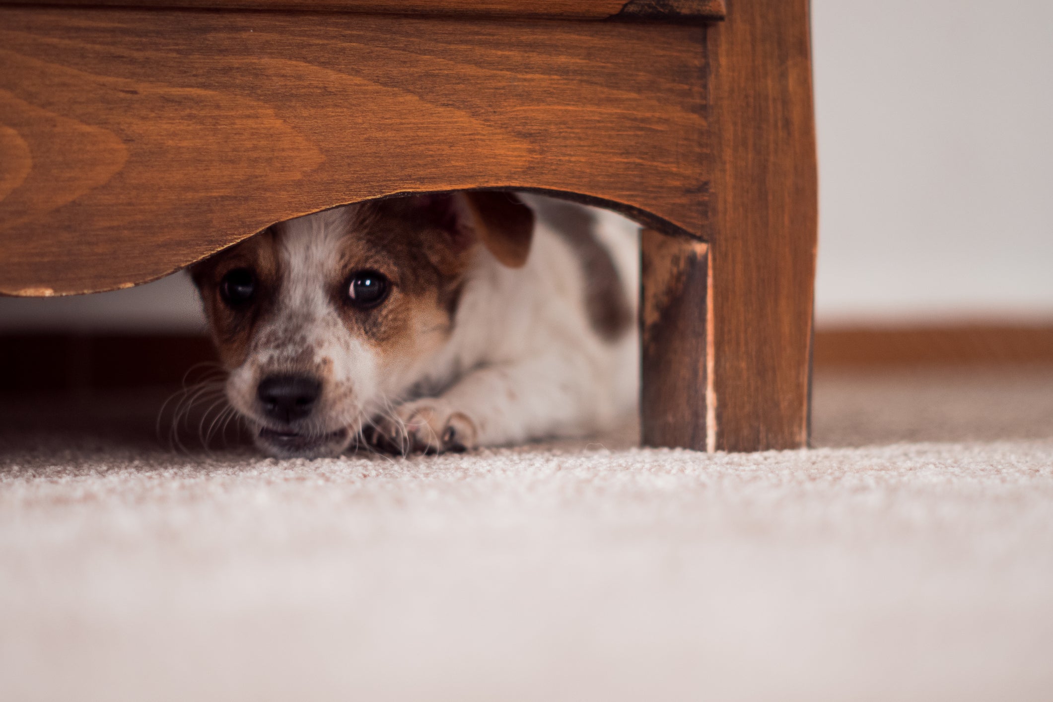 O comportamento canino durante a presença de visitas pode dizer muito sobre seu cão