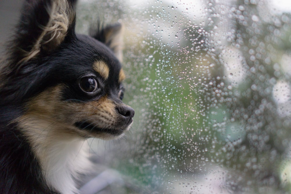 Para amenizar o cachorro com medo de chuva, é possível apostar em algumas terapias, incluindo o calmante para cães.