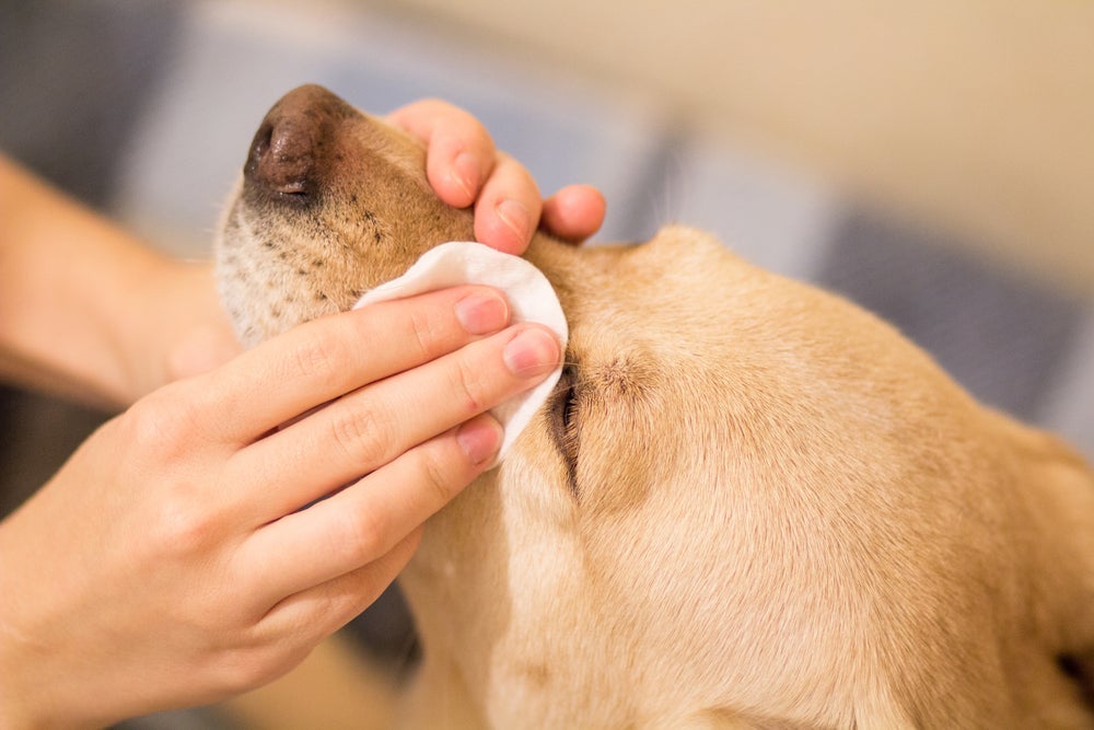 A melhor forma de limpar o olho de cachorro remelando é com soro fisiológico.