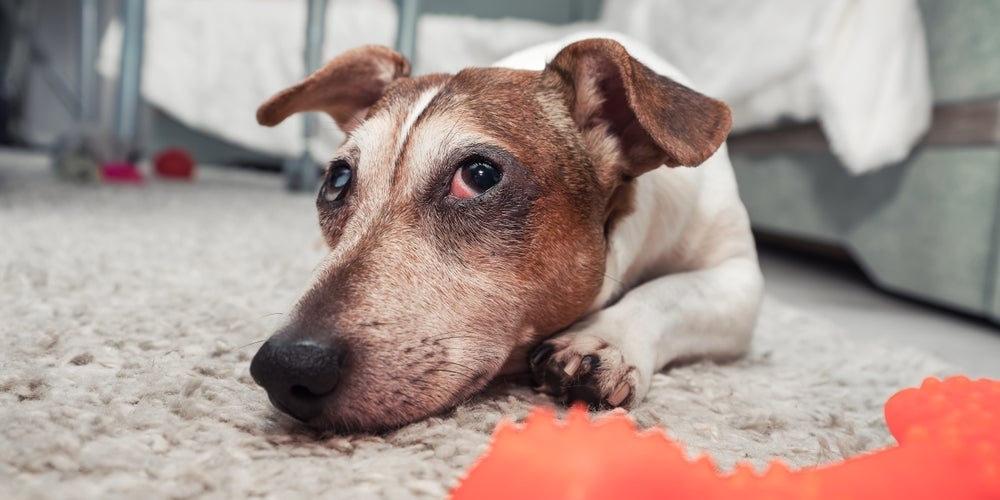O cachorro com olhos vermelhos deve ser avaliado por um profissional