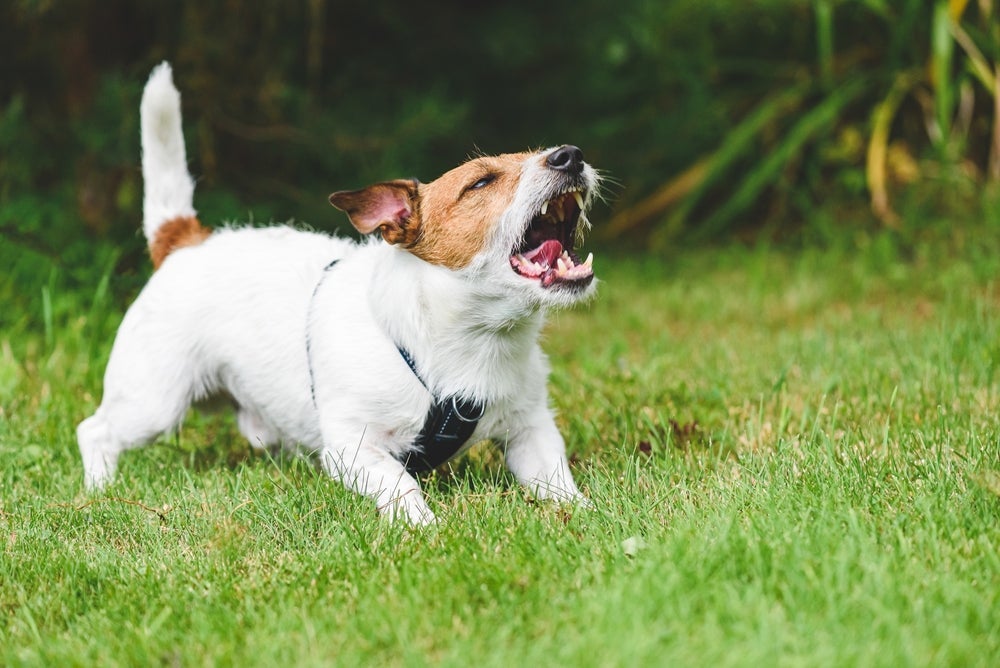O cachorro arrepiado pode ser um sinal de medo, emoção que pode vir acompanhada do rabo entre as pernas