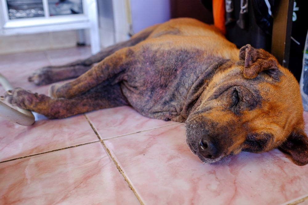 A sarna em cachorro causa sintomas como coceira e vermelhidão