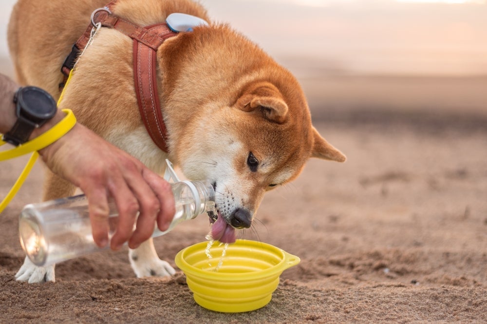 Oferecer água em temperatura ambiente pode ajudar a parar o soluço em cachorro