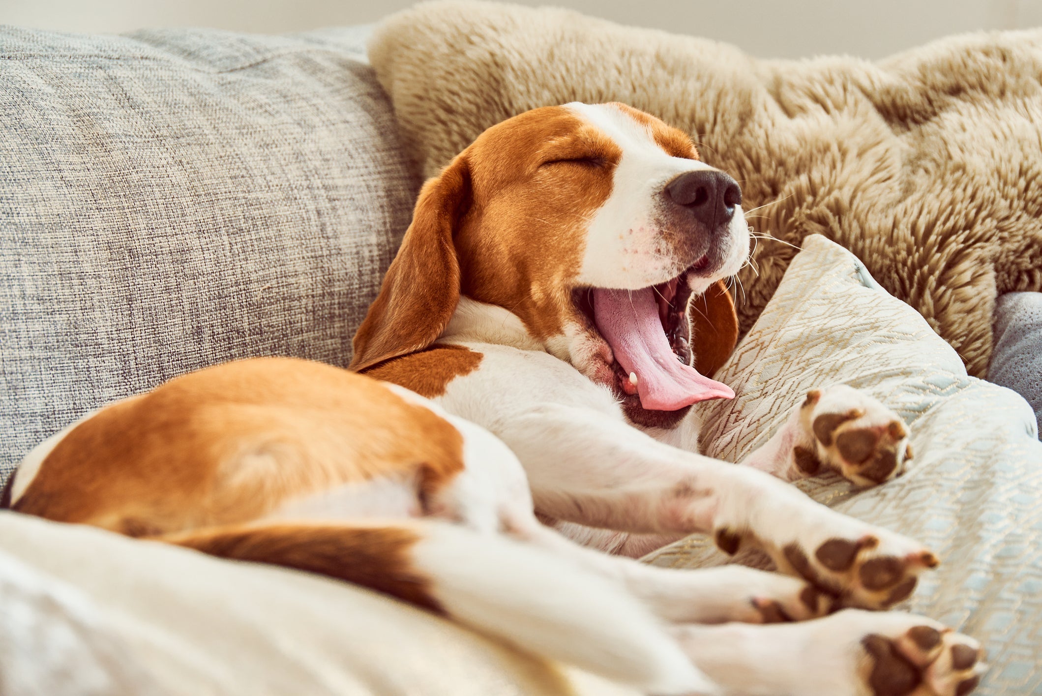 Cão Beagle precisa ser bem cuidado desde cedo para ter um desenvolvimento saudável