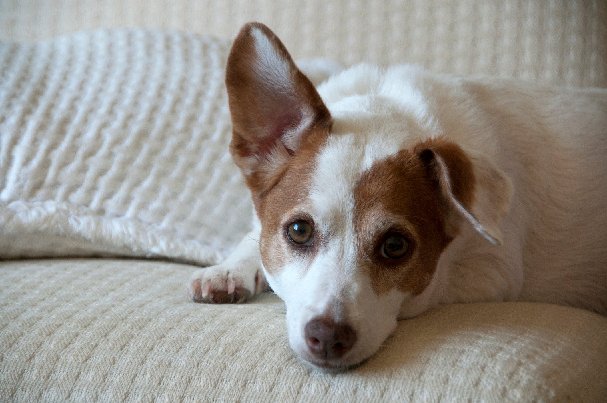 No caso de um cachorro com uma orelha em pé e outra caí­da, é necessário buscar orientações de um profissional