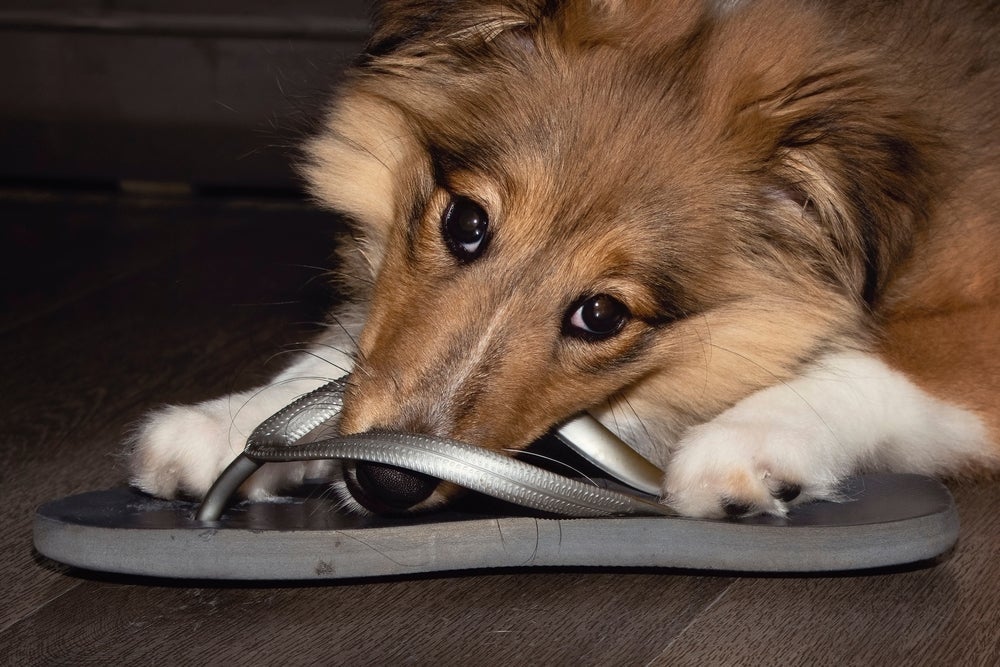 O cachorro que come chinelo precisa ser adestrado para não fazer mais isso