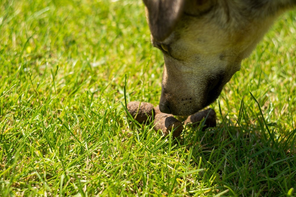A coprofagia canina acontece por vários motivos