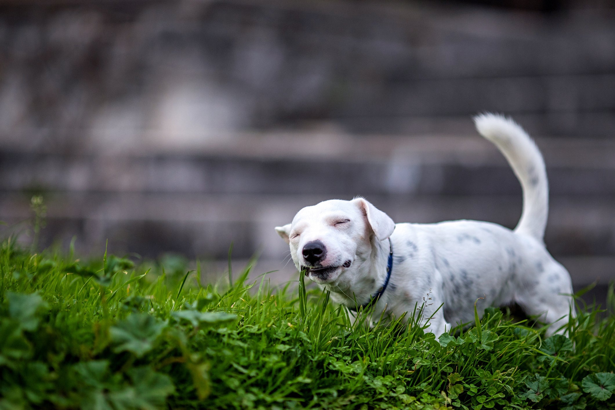 O cachorro comendo grama não é uma situação preocupante