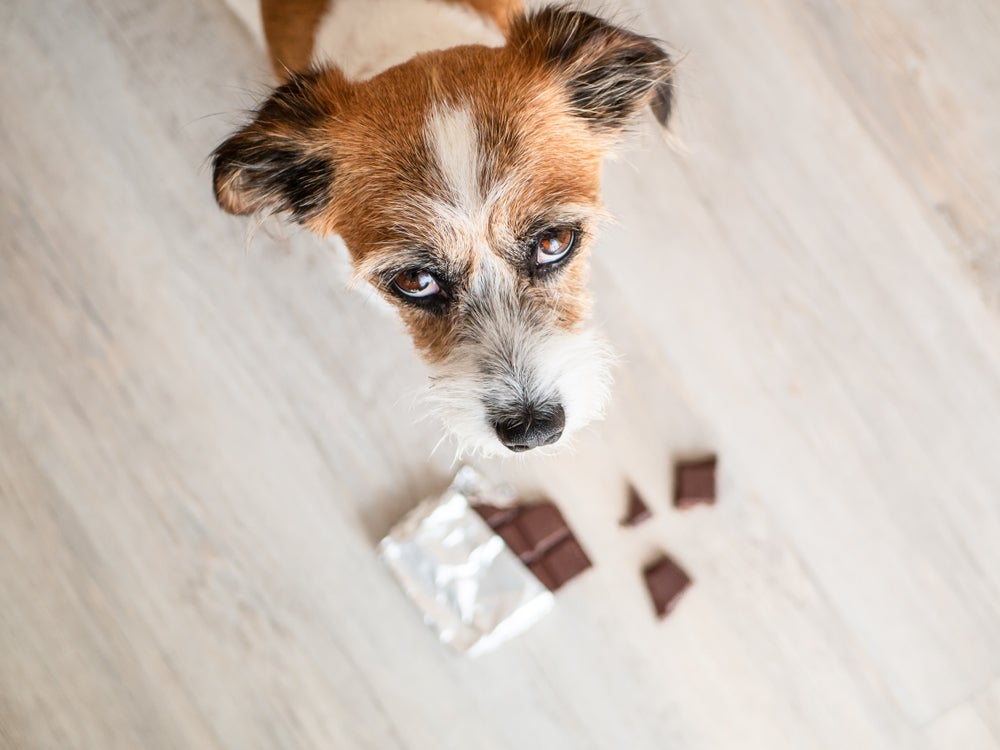Meu cachorro comeu chocolate: animal deverá passar por uma avaliação médica imediatamente