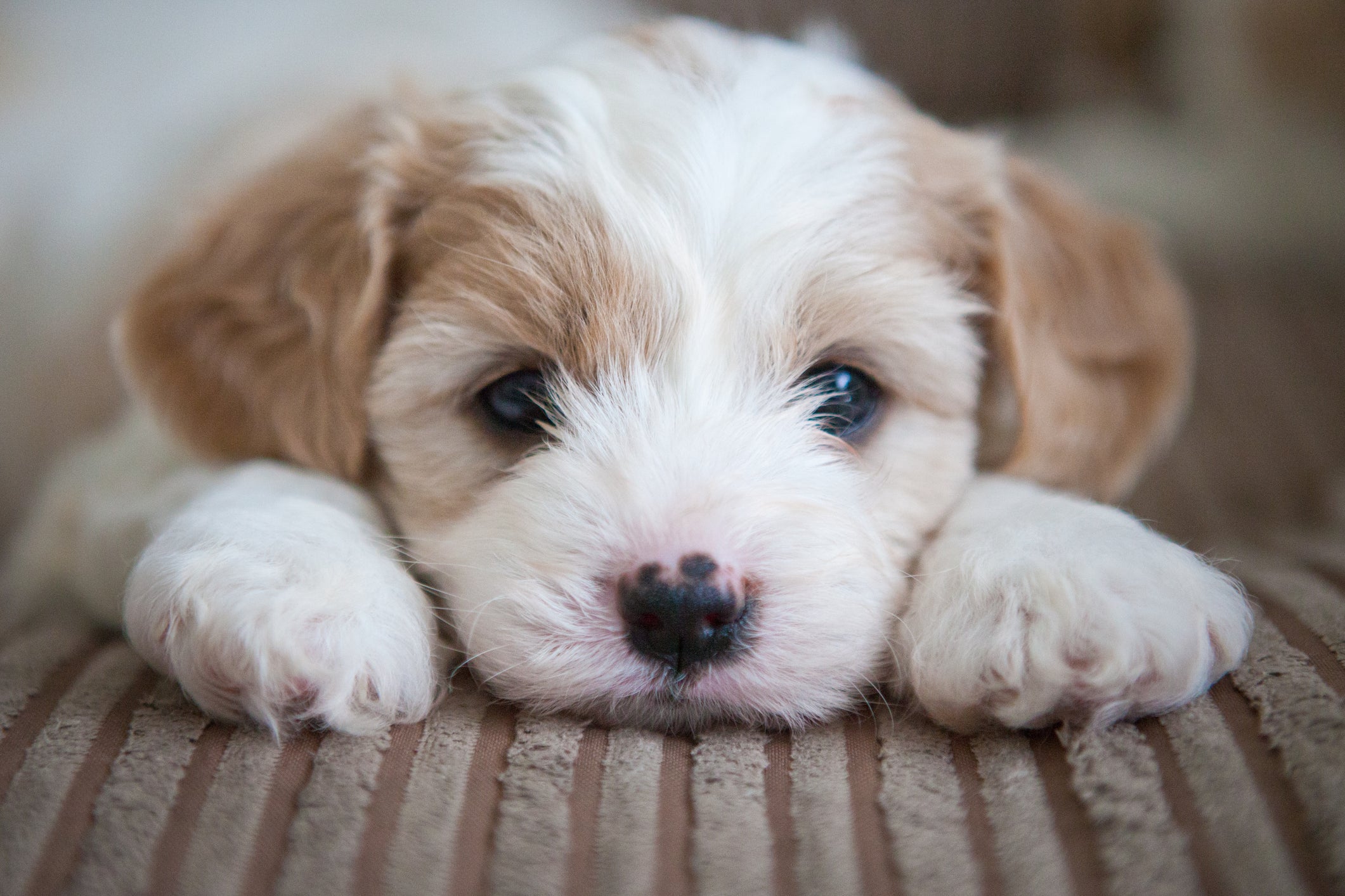 O filhote de cachorro é pequeno por pouco tempo
