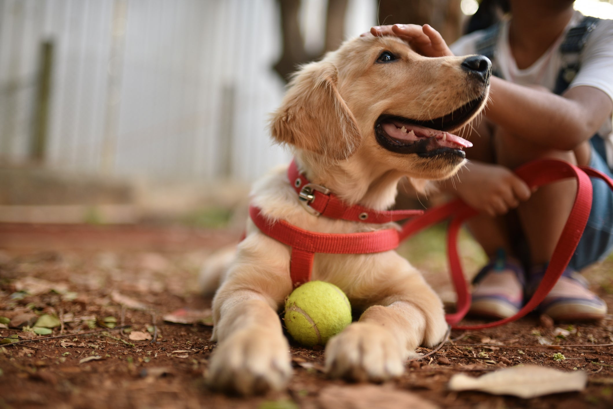 O cachorro "cruzando" com a perna do dono pode ser provocado pelo acúmulo de energia