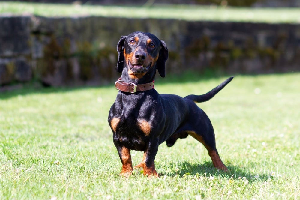 Determinado, o Dachshund sempre luta para conseguir o que quer