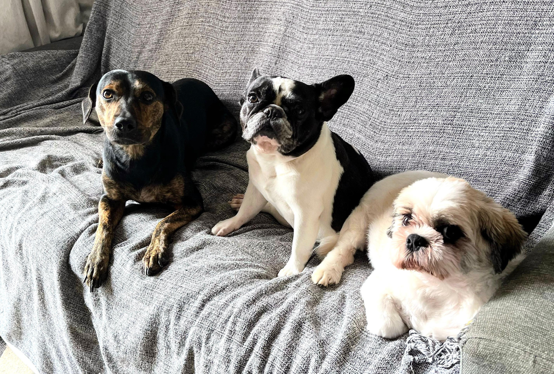 Apesar de já terem se acostumado com o aspirador robô, os cachorros de Daniella até hoje observam o acessório