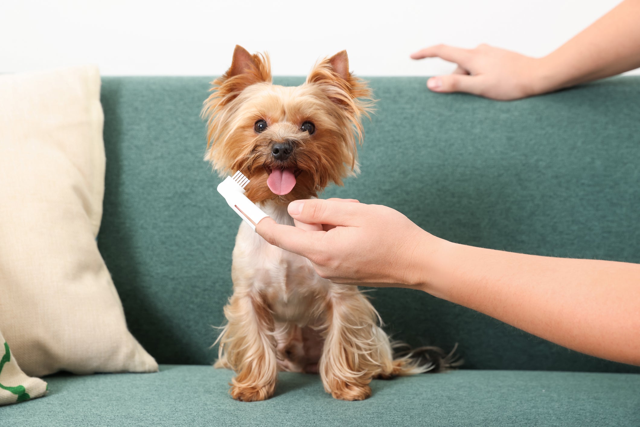 O cachorro de pequeno porte precisa de cuidados com a higiene