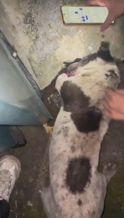 Cachorro de rua usou as patas para tentar retirar o filhote (Créditos: Instagram/@maiduspace)