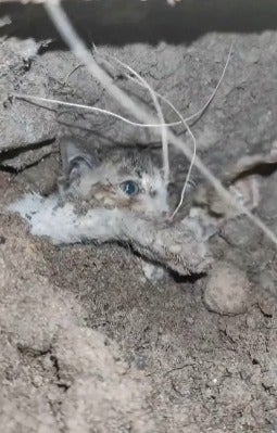 Gato filhote estava preso embaixo da terra e escombros  (Créditos: Instagram/@maiduspace)