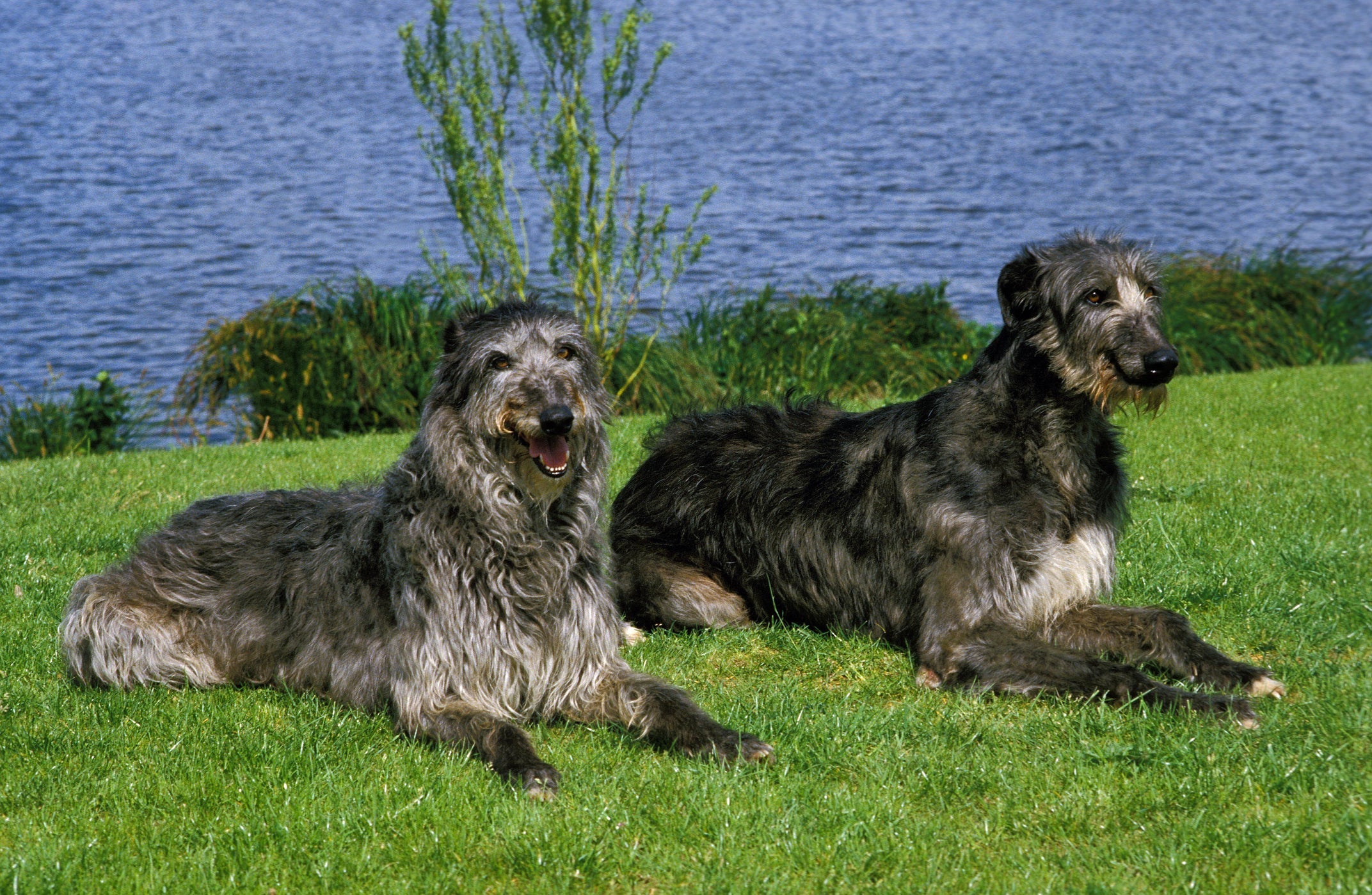 O Deerhound - ou cão Galgo Escocês - é muito energético e precisa de uma rotina de atividades
