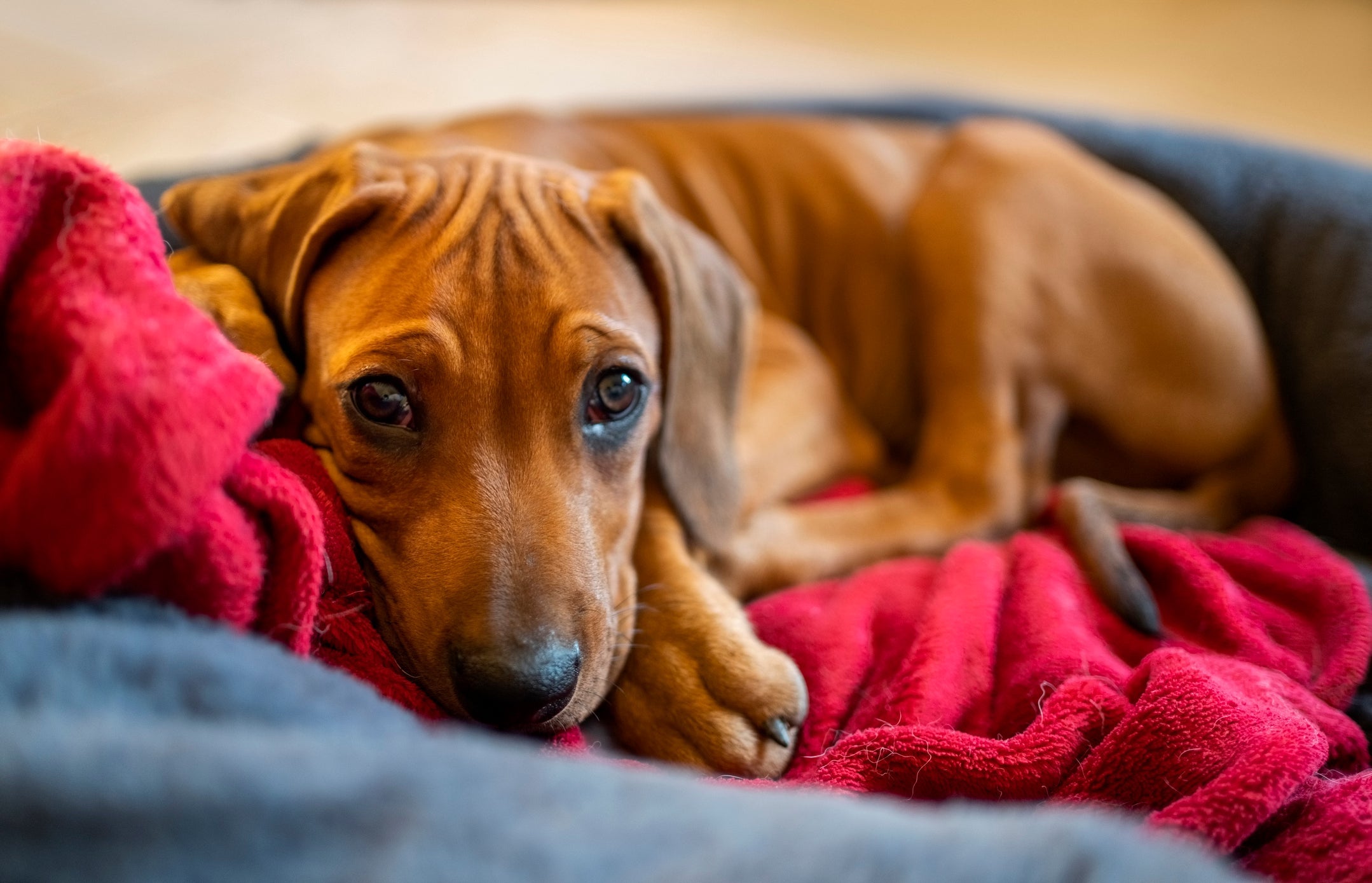 Falta de apetite, sonolência e até lambidas em excesso são sinais típicos de depressão em cães