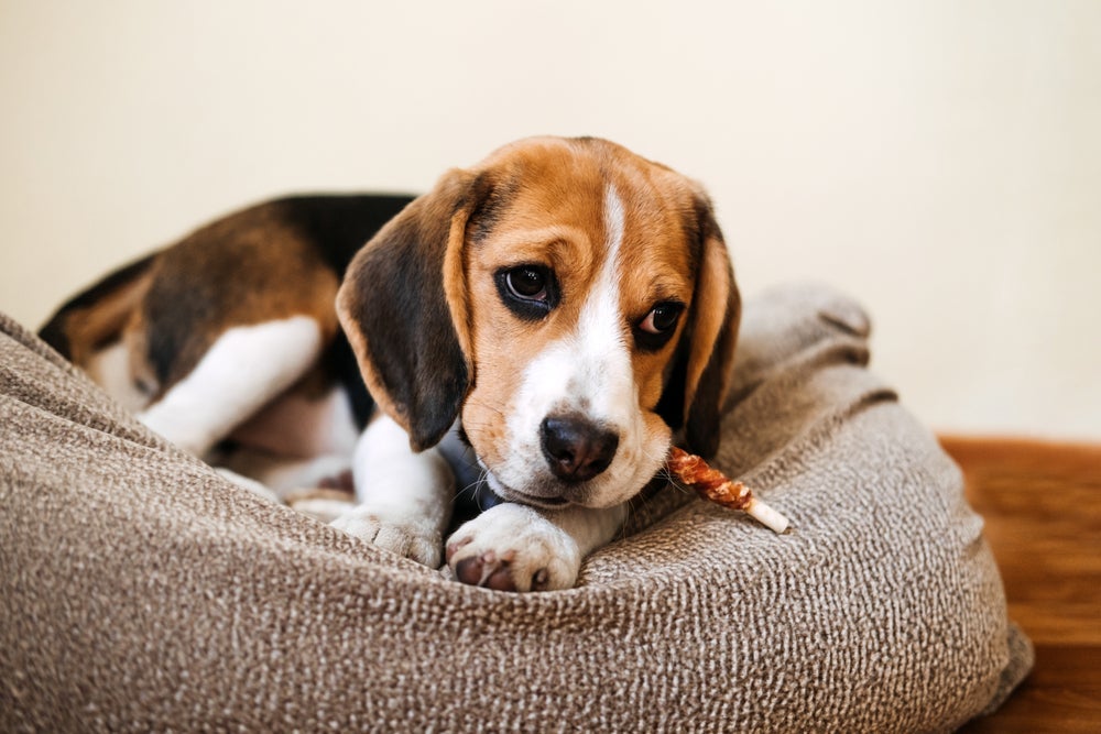 Cachorro desnutrido: até o excesso de petiscos pode causar o problema