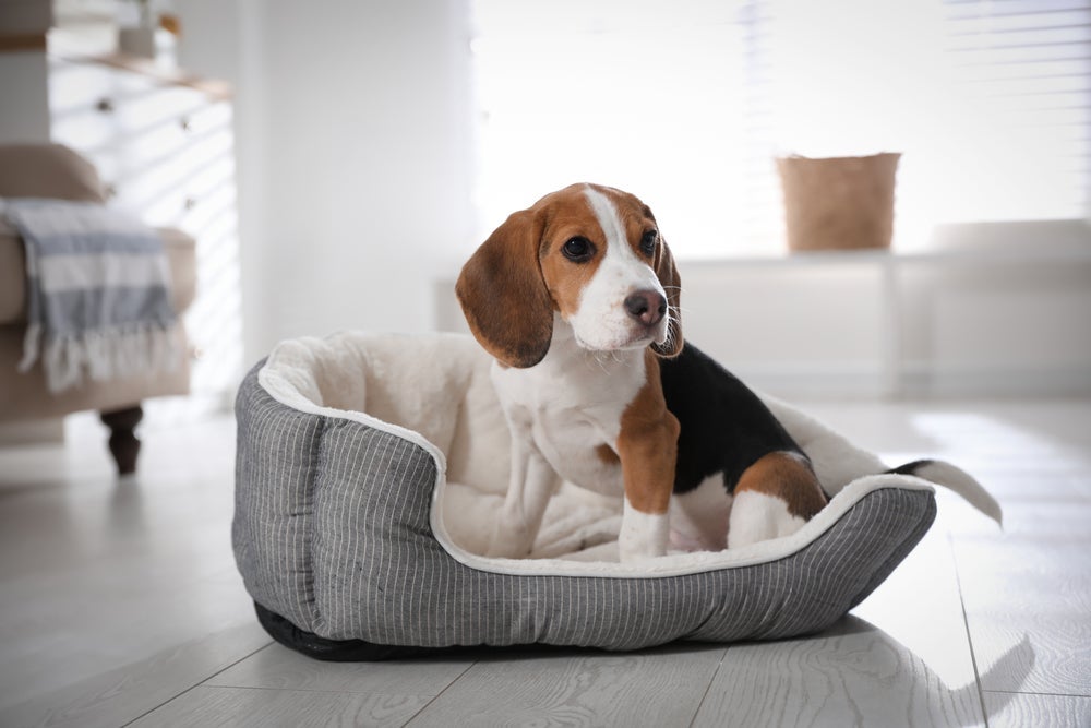 As camas para cachorros destruidores precisam ser bem resistentes